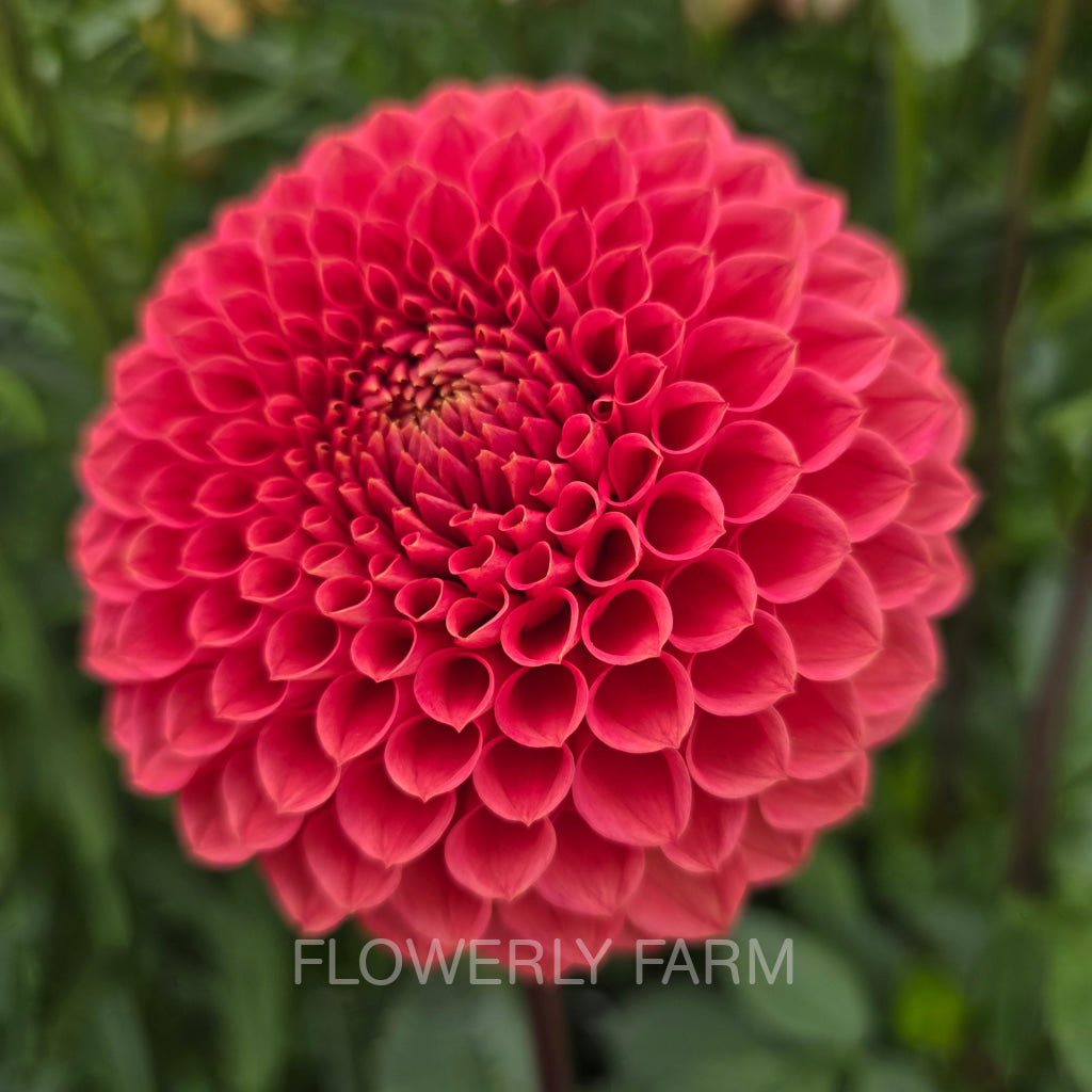 CRAZY 4 WYLIE QUINN Tuber